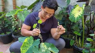 Colocasias runner propagation thefirstplant [upl. by Amick323]