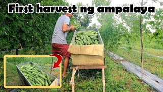 UNANG HARVEST SA AMPALAYA 🙏  BIGLANG PAG BABA NG PRESYO NG GULAY 😔 [upl. by Aved48]