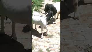 good enjoy short morning goats village life 205 [upl. by Noval]