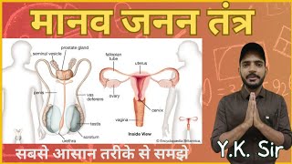 Reproductive System  जनन तंत्र  Human Reproductive System Anatomy and Physiology  YK Sir [upl. by Icam]