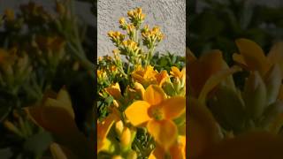 How to propogate Kalanchoe Blossfeldiana Plant [upl. by Enitsyrhc]