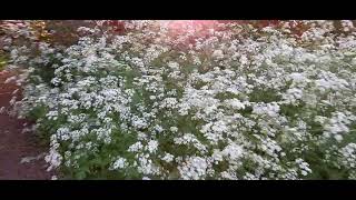 Cow Parsley in Woodland UK [upl. by Nelyahs]