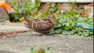 Woodcock  Rare sighting in UK garden [upl. by Lenuahs]