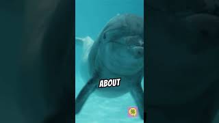 why do dolphins sleep with one eye open [upl. by Liahcim]