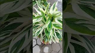 calathea pilosa peacock plant in my garden [upl. by Eimareg]