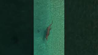 EPIC Saltwater Crocodile in Crystal Clean Water 🐊 [upl. by Adnirod88]