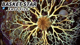 Basket Star Facts FANCY Brittle Stars ⭐ Animal Fact Files [upl. by Ikkaj]