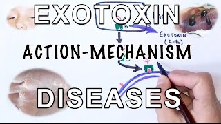 Mechanism of Exotoxin  Pathogens amp Diseases [upl. by Sacci]