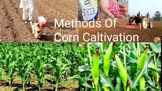 Methods Of Corn Caltivation  Maize Growing Methods [upl. by Uriia]