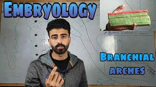 embryology 2 quot branchial arches quot  oral histology  عزت شومان [upl. by Silver]