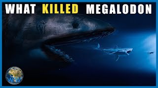 What Killed the Megalodon [upl. by Lap]