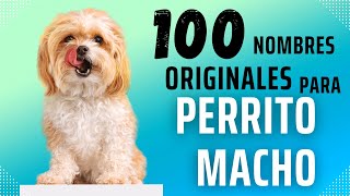 100 NOMBRES🐶 PARA PERROS MACHOS 100 ORIGINALES😳 2023👀😍 [upl. by Senskell]