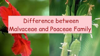 Difference between Malvaceae and Poaceae FamilyMalvaceae Poaceae [upl. by Nnairahs238]