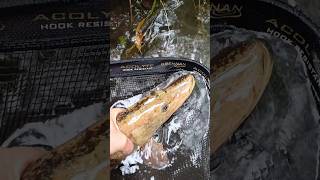 Two tone Pike pike NorthernPike twotonefish [upl. by Cesaro]