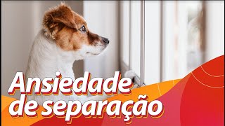 DICAS PARA CÃES QUE FICAM SOZINHOS EM CASA  ACABE COM A ANSIEDADE DE SEPARAÇÃO [upl. by Enaud554]