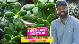 Caring For Your Jade Plant  The Plant Doctor  Apartment Therapy [upl. by Sanderson]