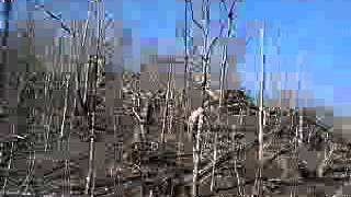 Tornado devastation on Bert T Combs Mountain Parkway in Sal [upl. by Atiran]