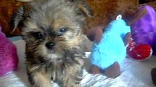 Cutest Puppies Shorkie Puppy Love at wwwpricelesspups net [upl. by Dulcea]