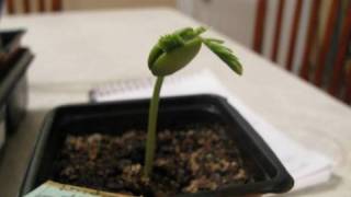 Growing Bonsai From Seed Update 1 month later [upl. by Flavian]