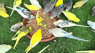 Budgies Playing  Activities  Breeding  Feeding In Colony Parakeets Morning Activities [upl. by Airdnalahs862]