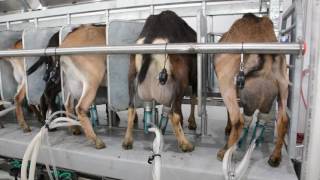 Machine Milking Dairy Goats [upl. by Omidyar]