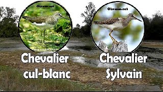 CHEVALIER CUL BLANC et CHEVALIER SYLVAIN l [upl. by Conover112]