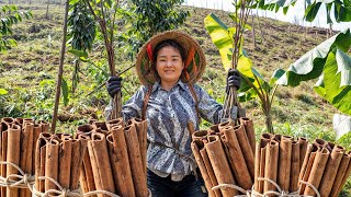 The most expensive tree bark in the world  Harvesting and processing cinnamon  Live With Nature [upl. by Repmek]