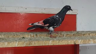 1st Kabootar Bath Gya  Hashim Mahmood Pigeons [upl. by Baggs317]