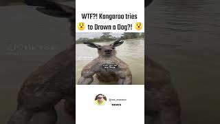 Kangaroo attempts to DROWN a DOG shorts [upl. by Rasure226]