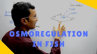 Osmoregulation in Fish [upl. by Anirbed]