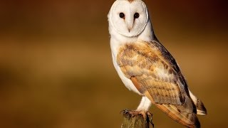 Discovery Education Kids  Barn Owl 2016 [upl. by Lotsirb765]