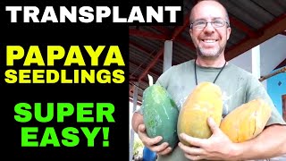 Transplanting papaya seedlings [upl. by Kowal924]