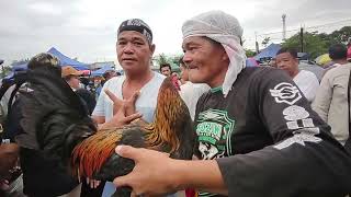 bocaue latest update quality ung manok ni boss chacha solid [upl. by Bow]