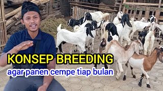 Tips Memilih Indukan yang Bagus Untuk Breeding amp Pola Beternak [upl. by Eeneg]