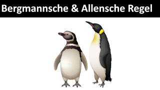 Bergmannsche amp Allensche Regel Klimaregeln  Biologie Ökologie [upl. by Ainwat]