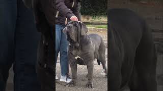 Mastino Napoletano [upl. by Anceline]