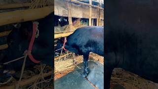 গরু guru cow goru amba hamba cow videos gorur video guru guru goro guru tiktok গরুর ভিডিও goluviral [upl. by Elleirua]