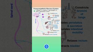 Functions of Parasympathetic Nervous System [upl. by Eico646]