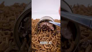 Canned boar meat for the mealworms [upl. by Archibaldo]