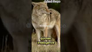 Special Hunting Skill of a Coyote [upl. by Monahan]