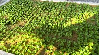 Day2 Vlog Lettuce Hydroponics Seedlings Monitoring and Styrofoam preparation Hydroponics Daily Vlog [upl. by Fidel]