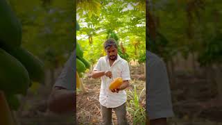 Harvesting papaya music Papaya baliraja fruit Viral ￼ video green yellowPapaya Export [upl. by Bonneau]