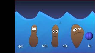 شرح عملية النترجة Nitrification amp Denitrification Process في محطات معالجة الصرف الصحي  د محمد أشرف [upl. by Anonyw309]