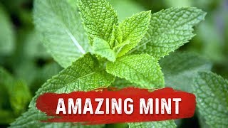 Mint Benefits for Health  Mint Leaf Uses for Digestion Issues  Dr Berg [upl. by Morrissey]