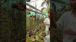 leafless organamazing flowersviral videoshort video Rajarani407 [upl. by Suoicserp]