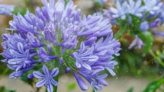 How to Grow Agapanthus [upl. by Eilram]