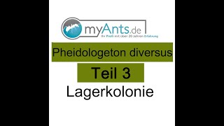 Pheidologeton diversus  Carebara diversa Teil 3 Lagerkolonie [upl. by Busch]