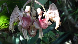 A Coryanthes Orchid and its Pollinators [upl. by Lehcer]