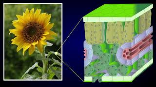 Anatomy of Dicot Leaf  Sunflower Leaf [upl. by Annaira594]