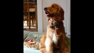 How to Stop Your Dog Barking in the Garden [upl. by Jenna]